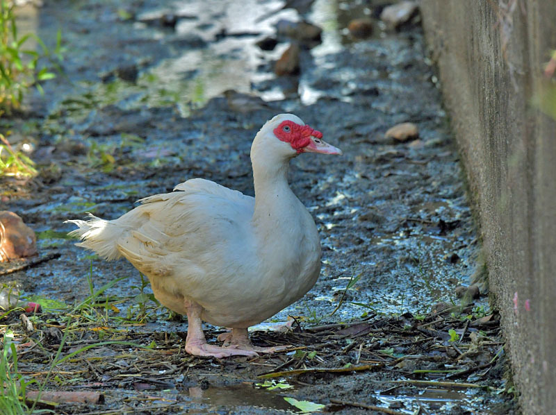 バリケンとアヒル タッチャンとフサチャンの鳥撮り日記